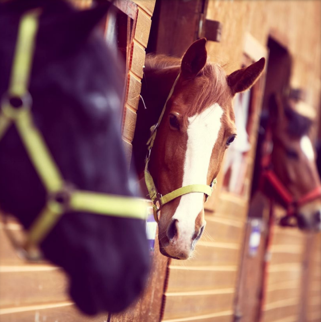 Photo of 3 horses in a stable.